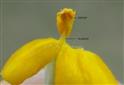  Stamen